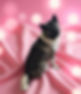 nala.jpeg