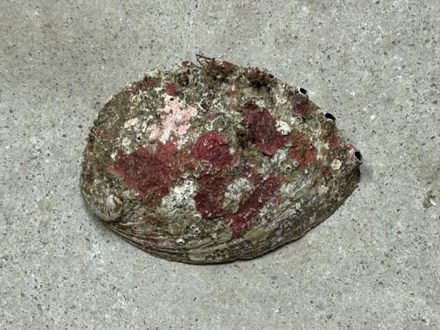 Jaspis Tropfen