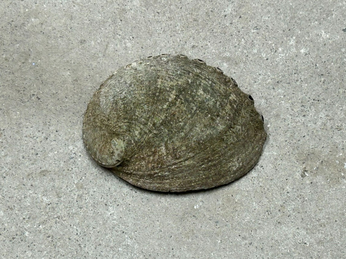 Smaragd Spange