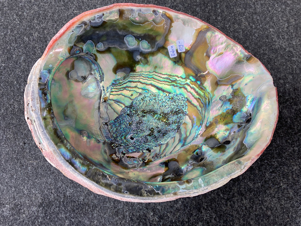 Rubin - Haliotis Rufescens