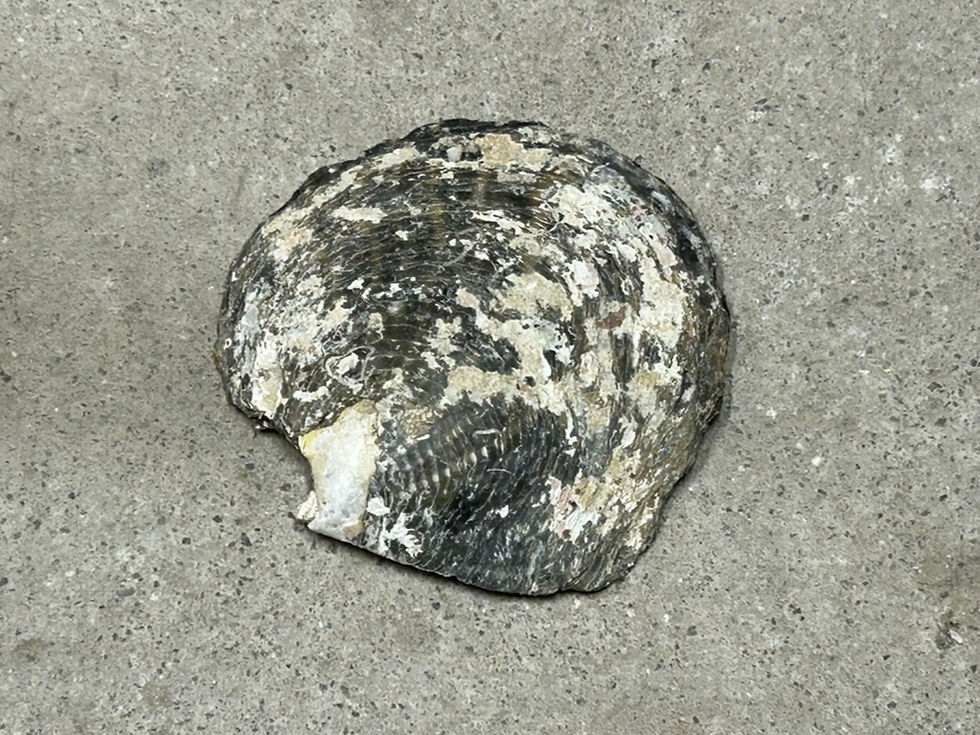 Golden Eye Spange