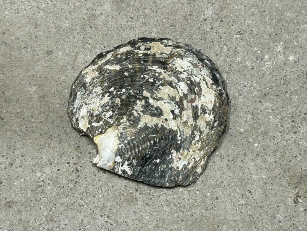 Golden Eye Tropfen