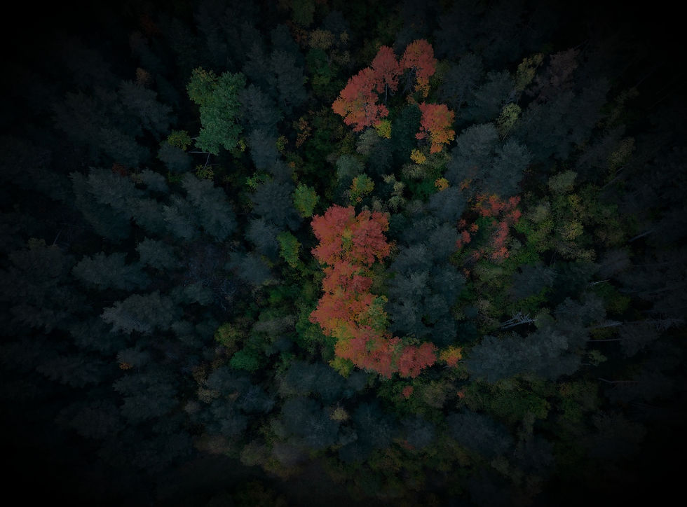 forest-aerial_edited.jpg