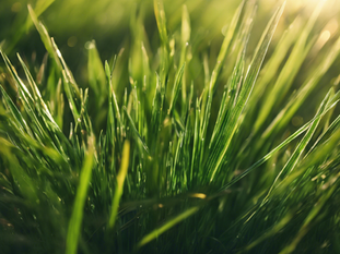 Top Tips for Maintaining a Lush Green Lawn