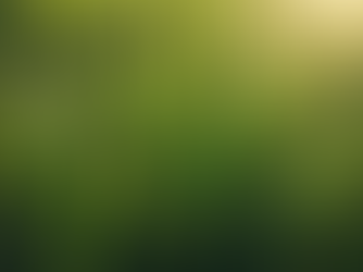 Top Tips for Maintaining a Lush Green Lawn