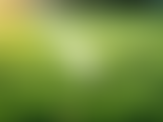Expert Lawn Care Advice for Tampa Homeowners