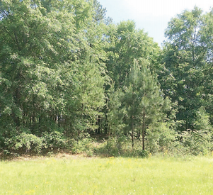 Screen Shot 2020-05-11 at 2.01.58 PM.png