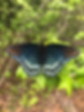 IMG_5445.jpeg