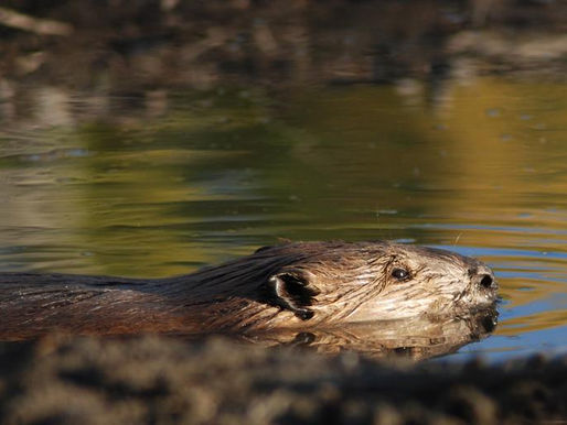 Meet The Beavers