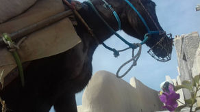 Η κόλαση των ζώων εργασίας - The hell working equines live in Greece