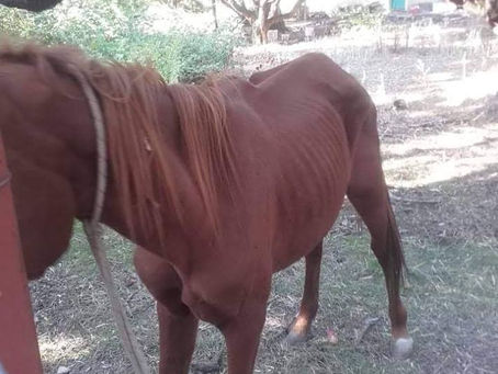Ένοχος αφού έχει σκοτώσει δεκάδες ζώα
