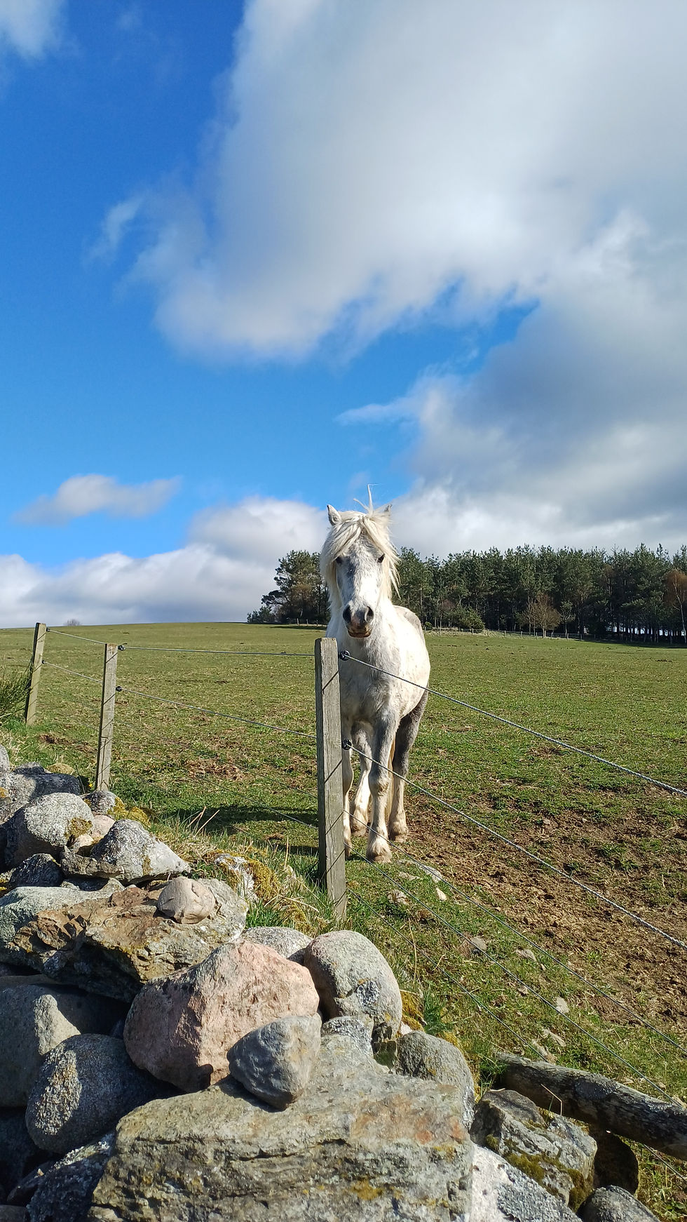 Ομάδα εργασίας ιπποειδών – World Horse Welfare Belwade Farm 15 – 17 Απριλίου 2026