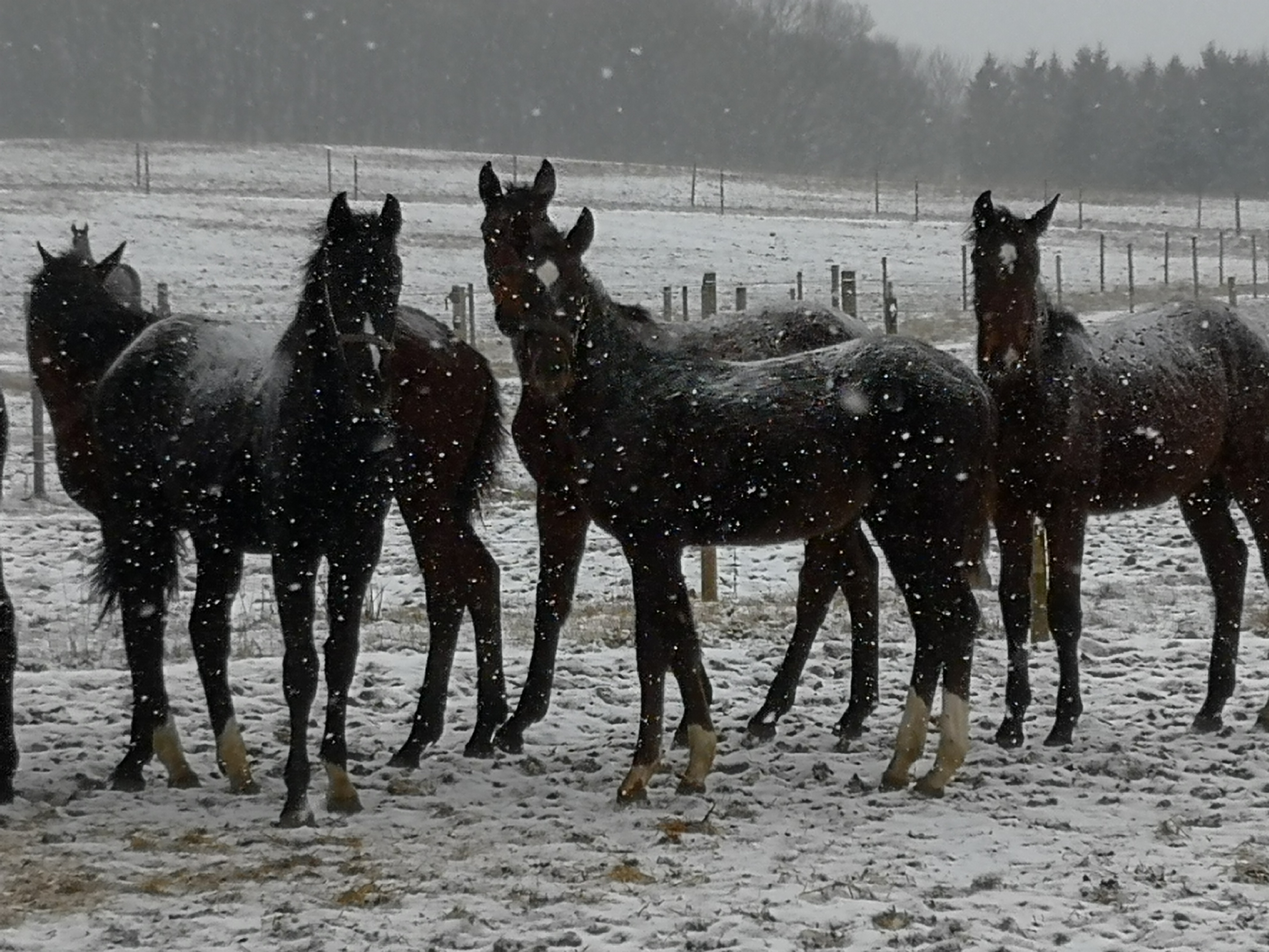 HORSES IN DENMARK