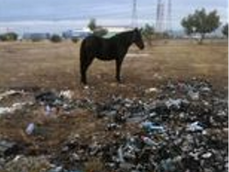 Ιπποειδή στο έλεος της κακοκαιρίας