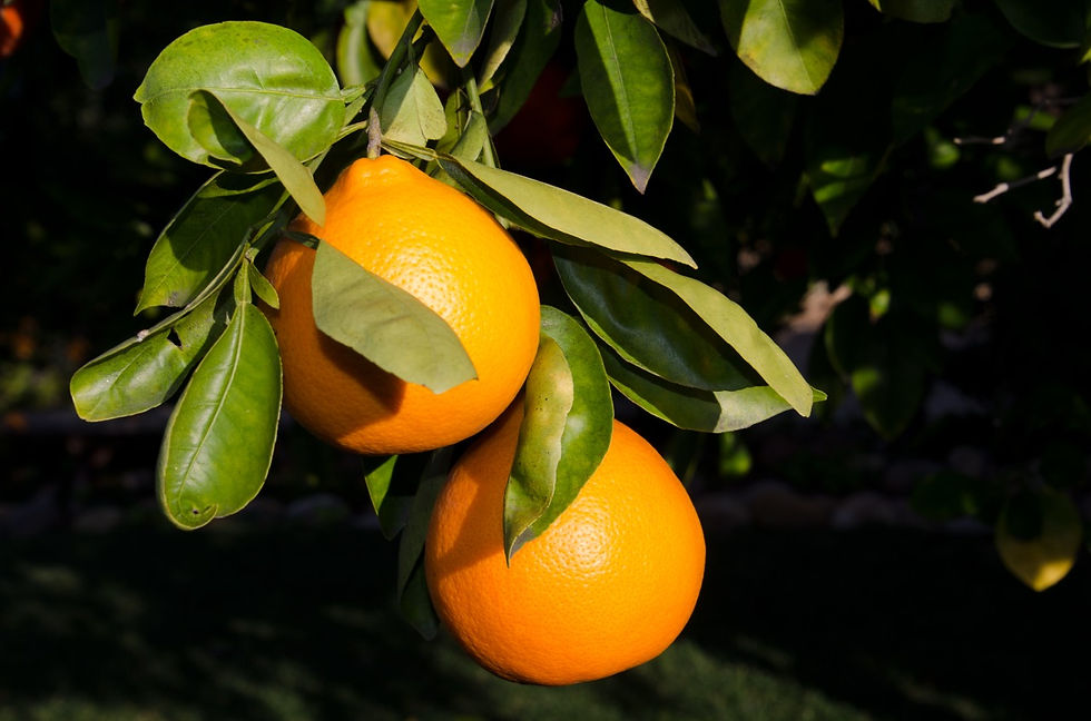 ree