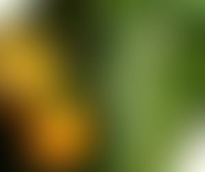 Atención a tus Plantas: Plaga en California