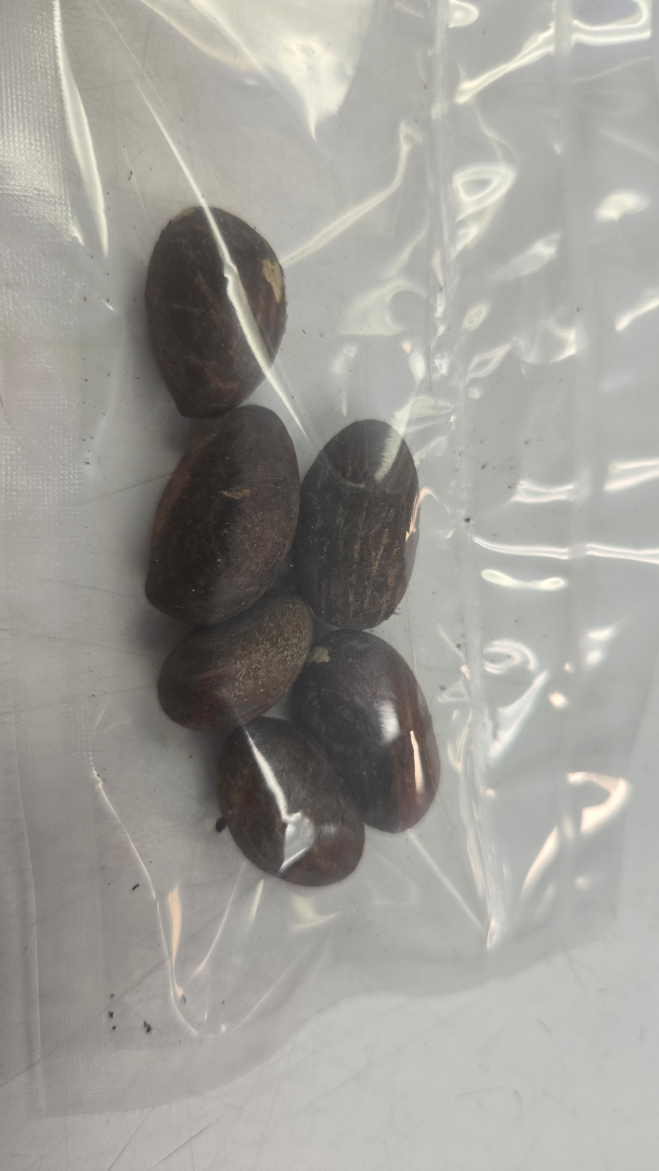 Bitter Kola (Orogbo)