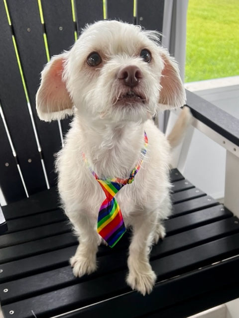 RAINBOW Striped PET Neck Tie