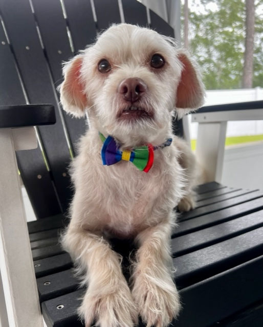 RAINBOW STRIPED BOWTIE for PETS
