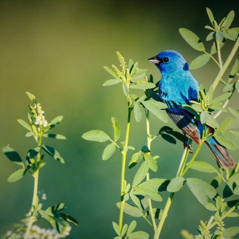Go Lights Out for Wildlife with TCA!