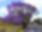 Jacaranda-Cuspidifolia_
