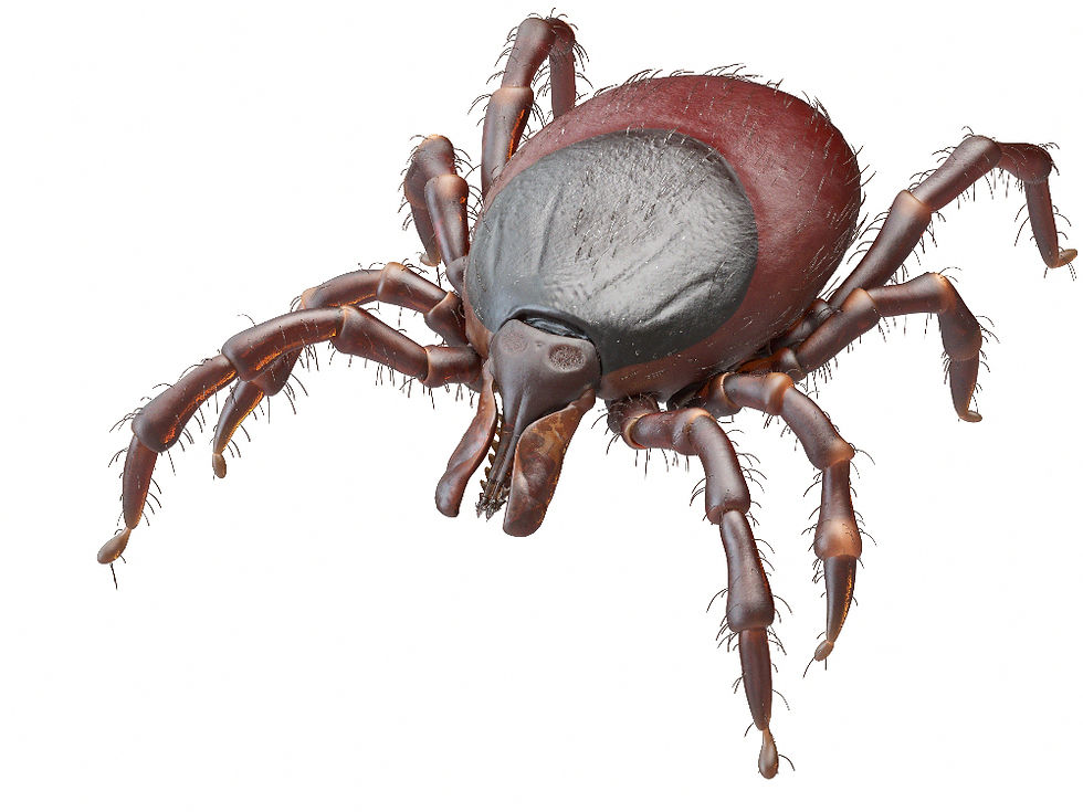Close-up of a brown, eight-legged tick with a textured body on a white background, highlighting its detailed legs and body hairs.