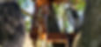 double-decker-treetop-treedeck4