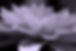 22254330_m.jpg