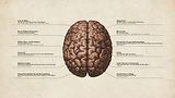 brain2 copy.jpg