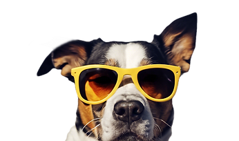 dog with sunglasses_edited.png