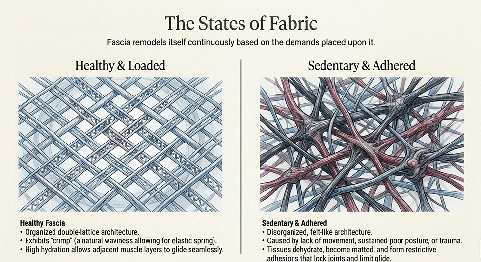 Diagram comparing healthy fascia with organised collagen fibres versus sedentary adhered fascia showing disorganised tissue