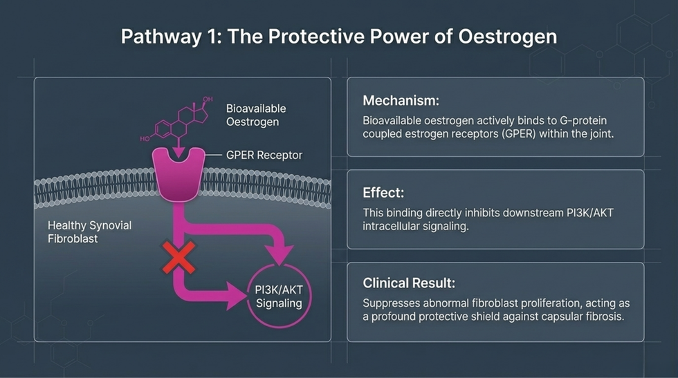 Diagram illustrating the protective power of oestrogen against frozen shoulder, showing how oestrogen inhibits fibroblast activation, reduces collagen deposition and protects the shoulder capsule from fibrosis