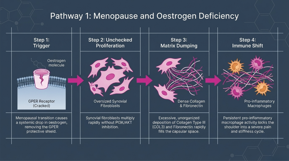 Step-by-step pathway diagram showing how menopause and oestrogen deficiency drive capsular fibrosis and frozen shoulder through PI3K/AKT signalling and fibroblast activation
