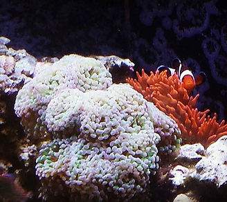 Reef Aquarium Fish and Corals