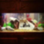 Ark Atlanta Cichlid Aquarium