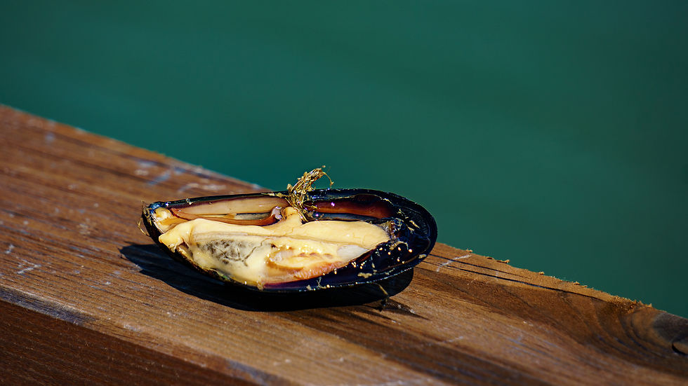 Polpa sfondo mare_1.jpg