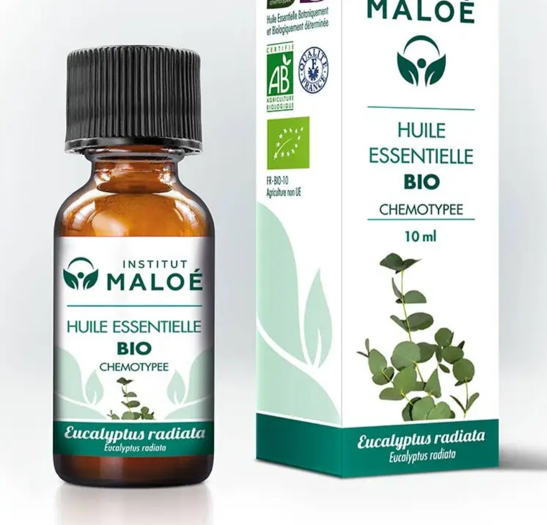 Bio-Eucalyptus Radiata - Ätherisches Öl 10 ml