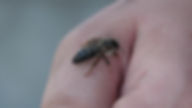 Carnica Bienenkönigin Jungfer