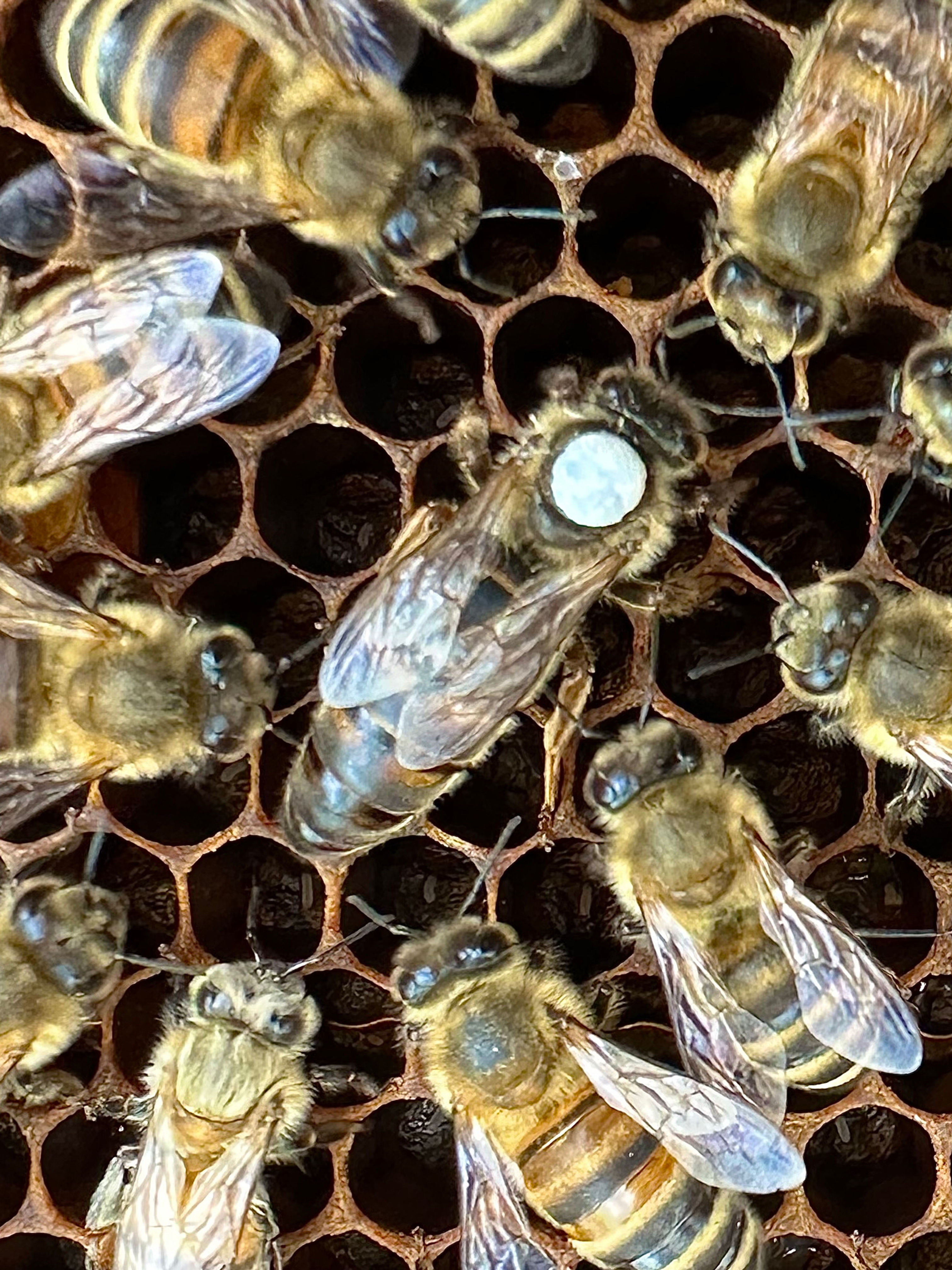 F1 Bienenkönigin Apis mellifera carnica standbegattet