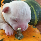 121291770_3157310261057422_1798065514027