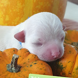 121298326_3157310034390778_8945659438954