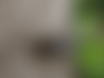 Trial 1: Germination
of Ponderosa Pine Seed