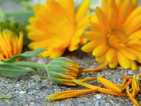 marigold-2827292_1920.jpg