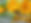 marigold-2827292_1920.jpg