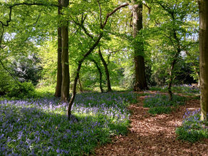 Stories of Sherrardspark Wood, Welwyn Garden City
