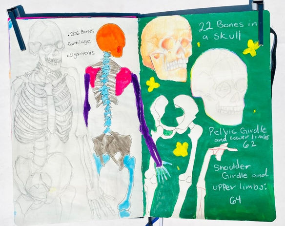 Skeleton drawing study part 2