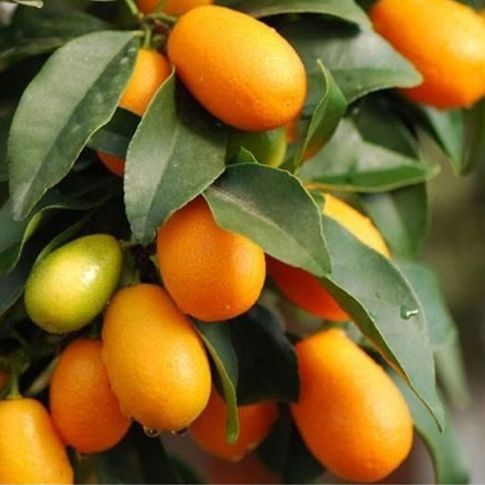 Kamkat Ağacı Aşılı 3 yaşında