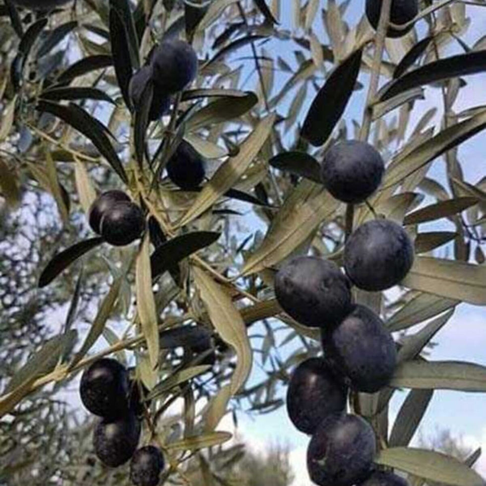 Zeytin Ağacı (Gemlik Zeytin Fidanı) 5 Yaşında