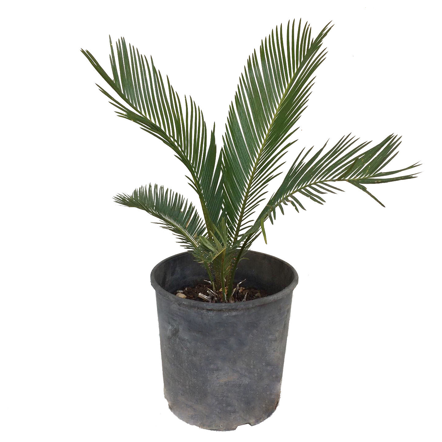 Sikas Cycas