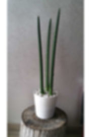 Sansaveria Cylindrica (Arrow Pasha Sword) in 60cm Ceramic Pot